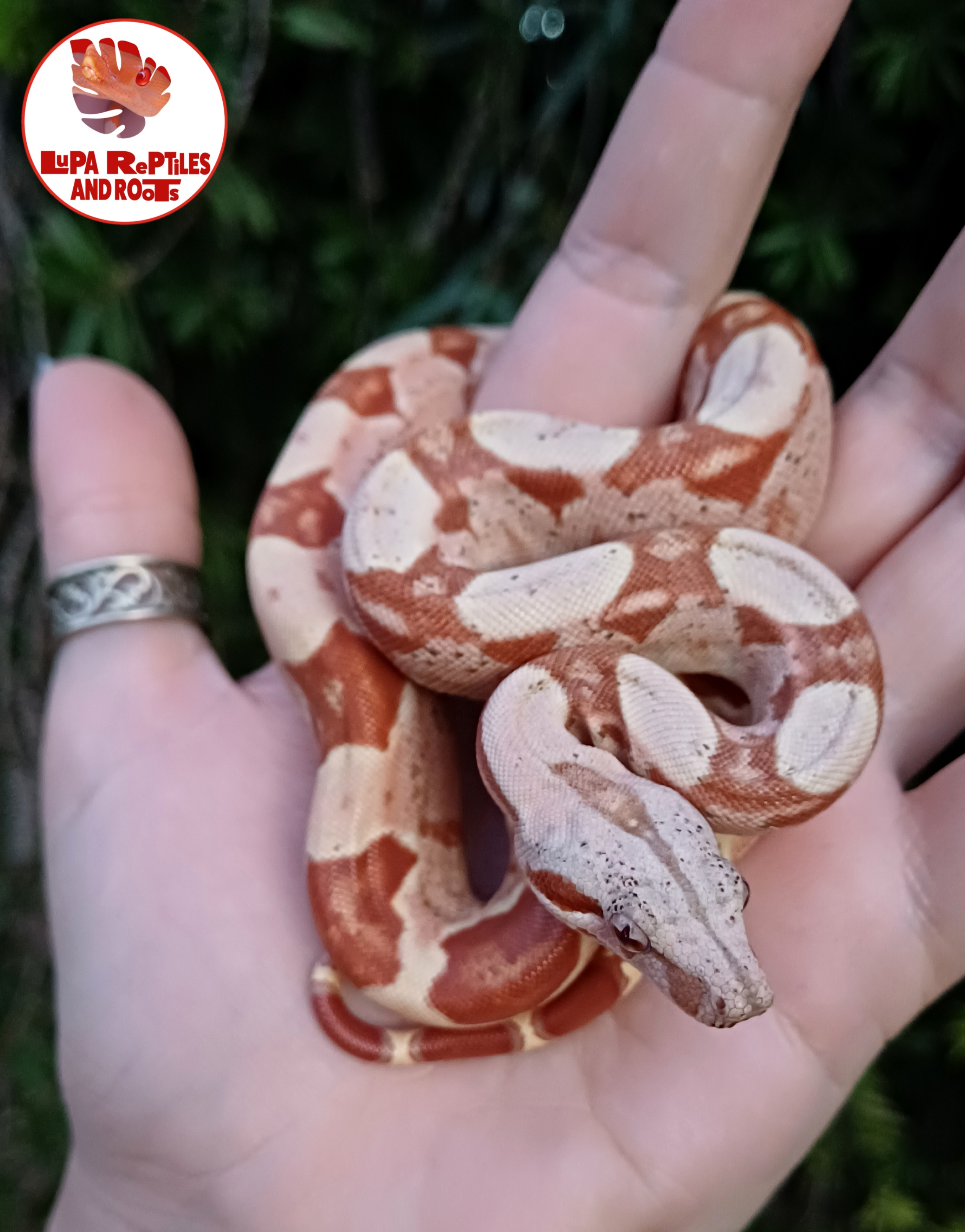 Lupa Reptiles and Roots photo 6