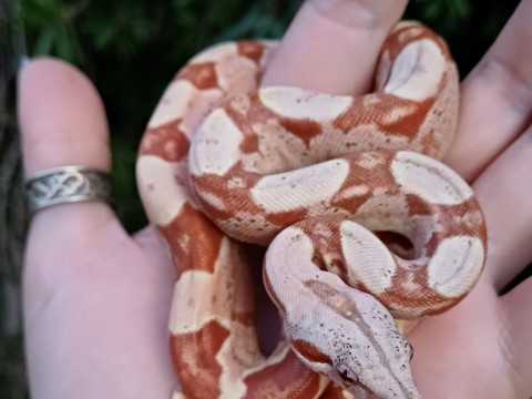 Lupa Reptiles and Roots photo 6