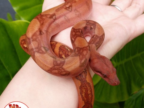 Lupa Reptiles and Roots photo 7