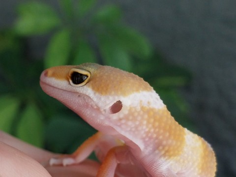 Lupa Reptiles and Roots photo 8