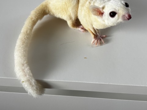 Sugar Glider — Opal