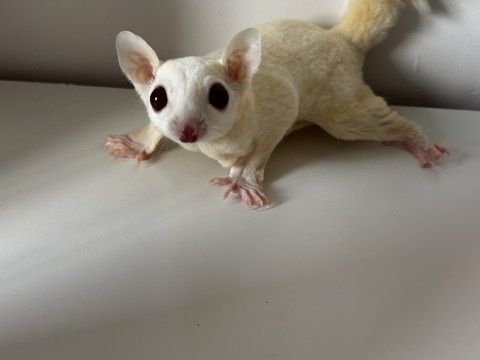 Sugar Glider — Azula