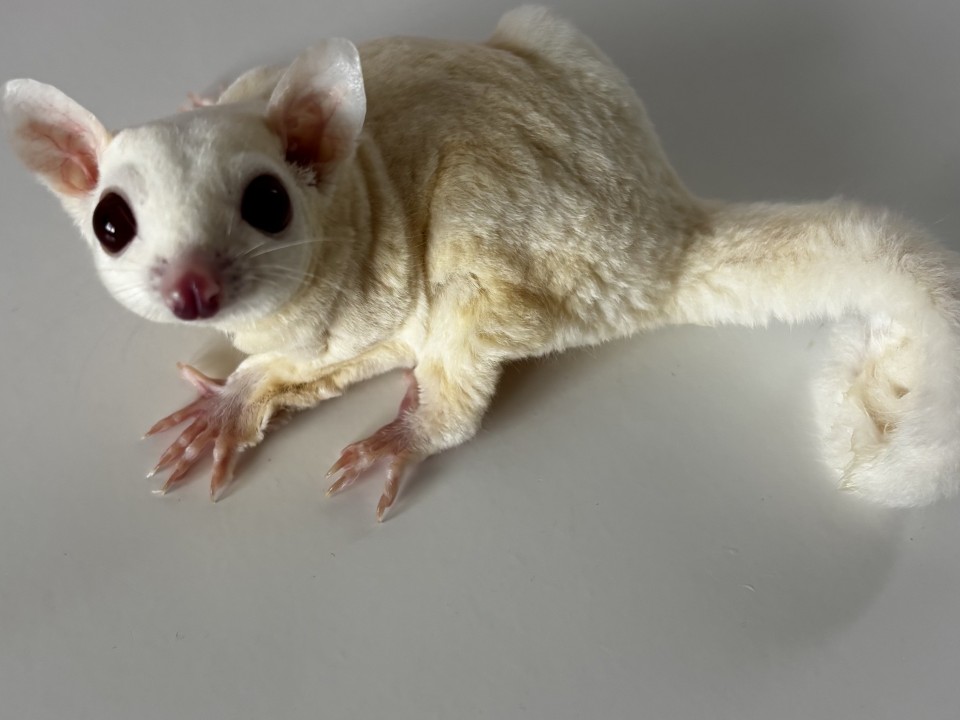 Sugar Glider Marsh