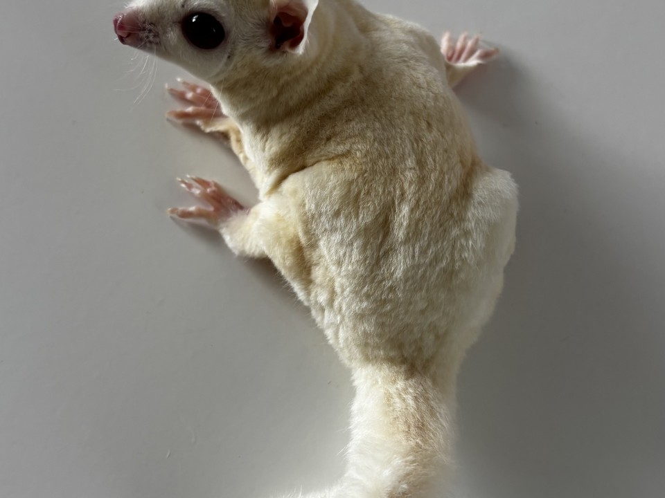 Sugar Glider Mallow