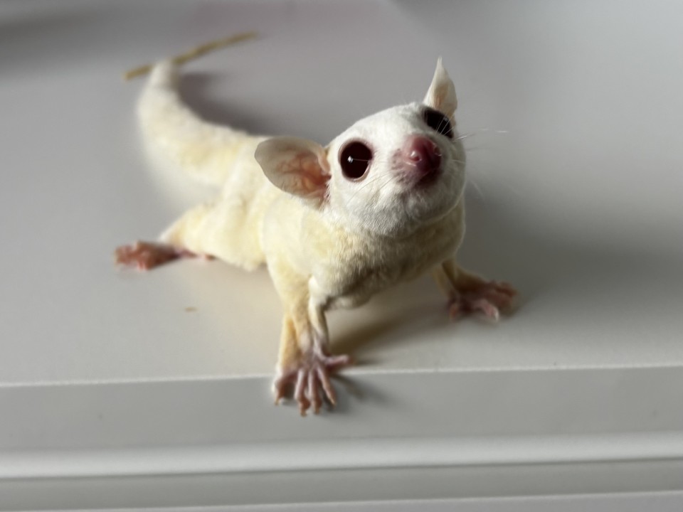 Sugar Glider Falena