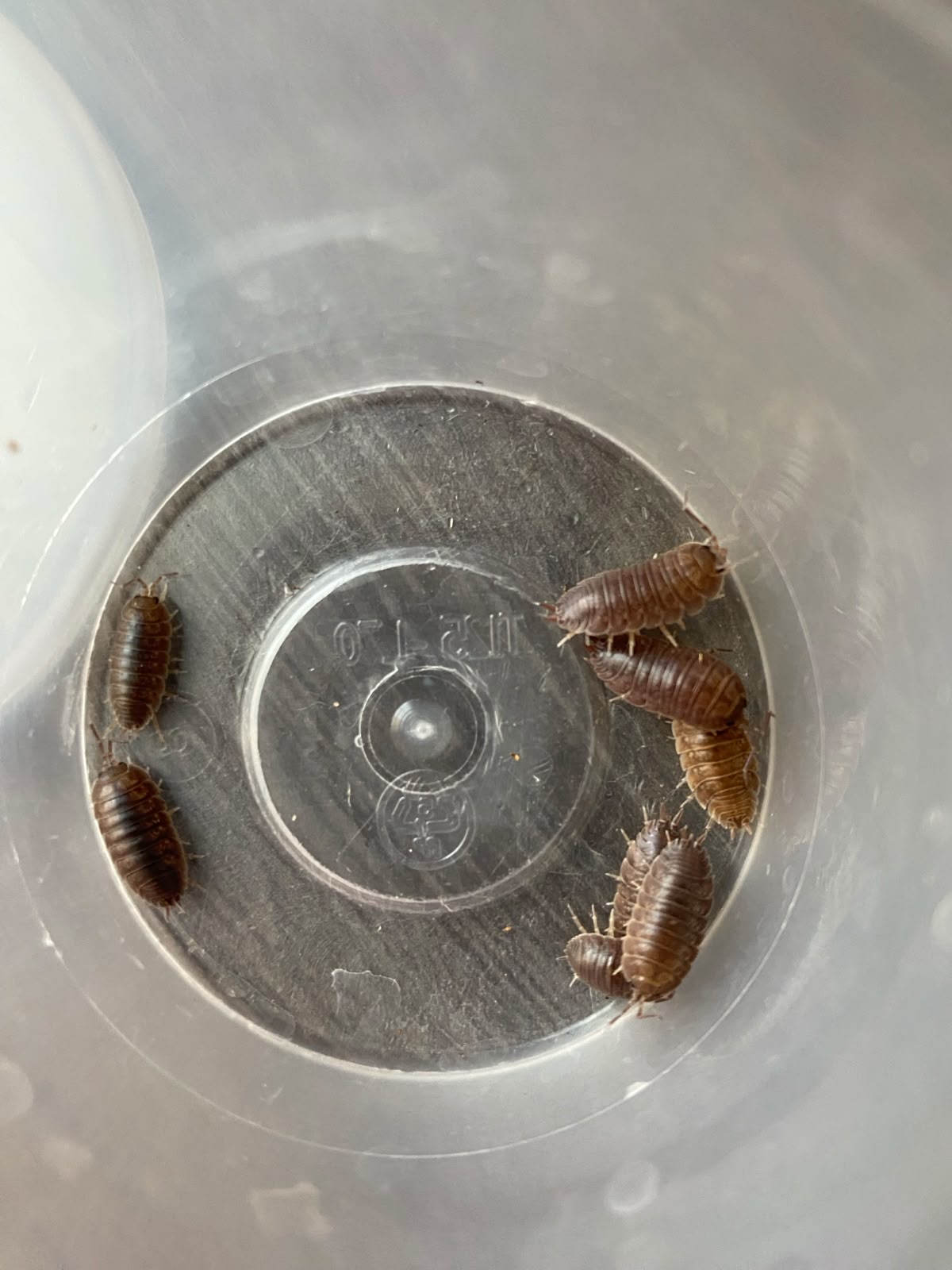 Porcellio Laevis Orange Valkyrie 5 Count