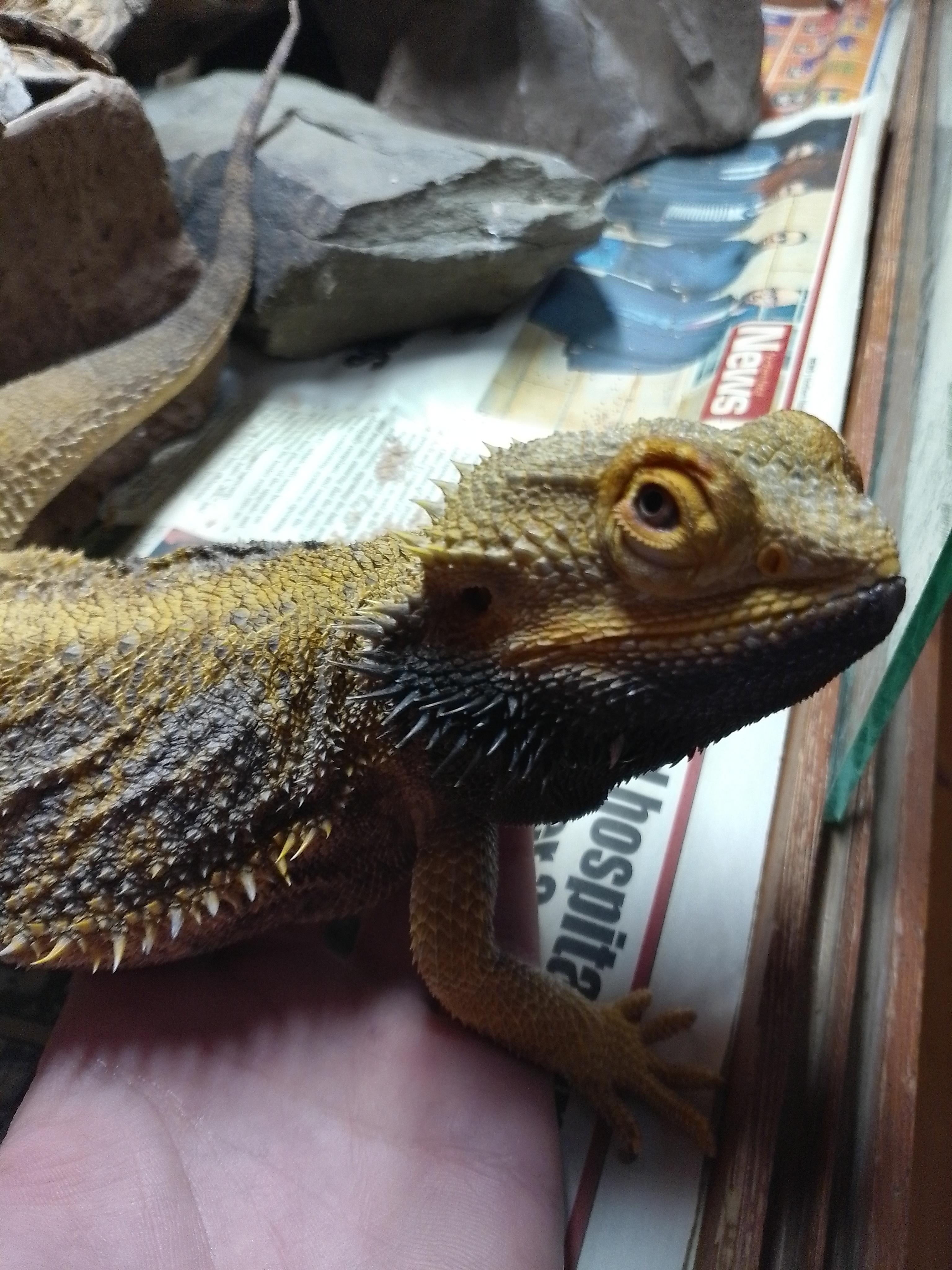 Bearded Dragon Spike