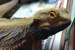 Spike