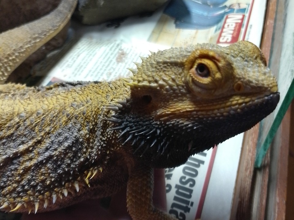 Bearded Dragon Spike