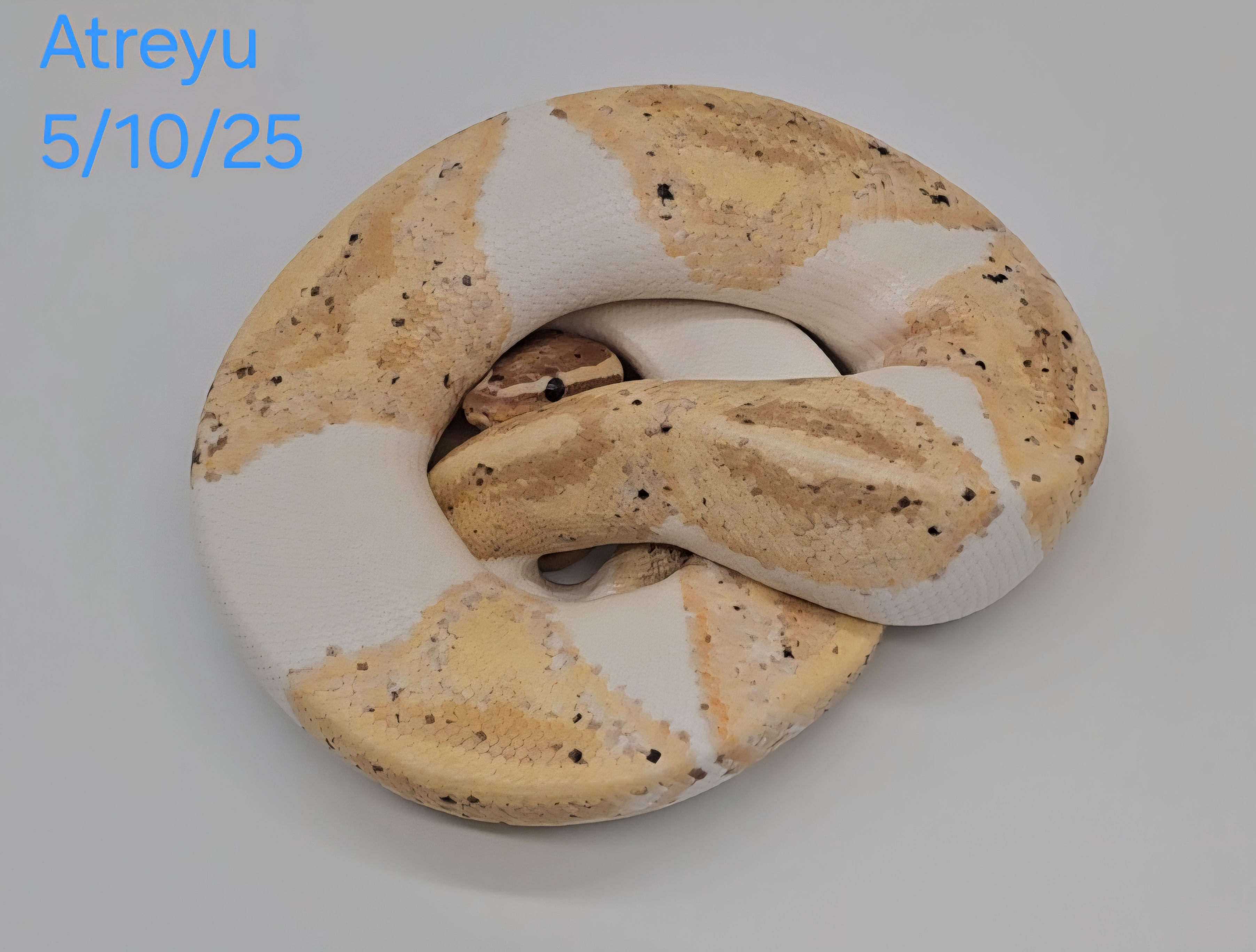 Ball Python Atreyu