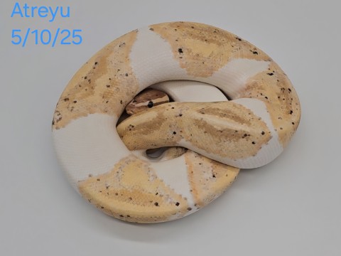 Ball Python — Atreyu