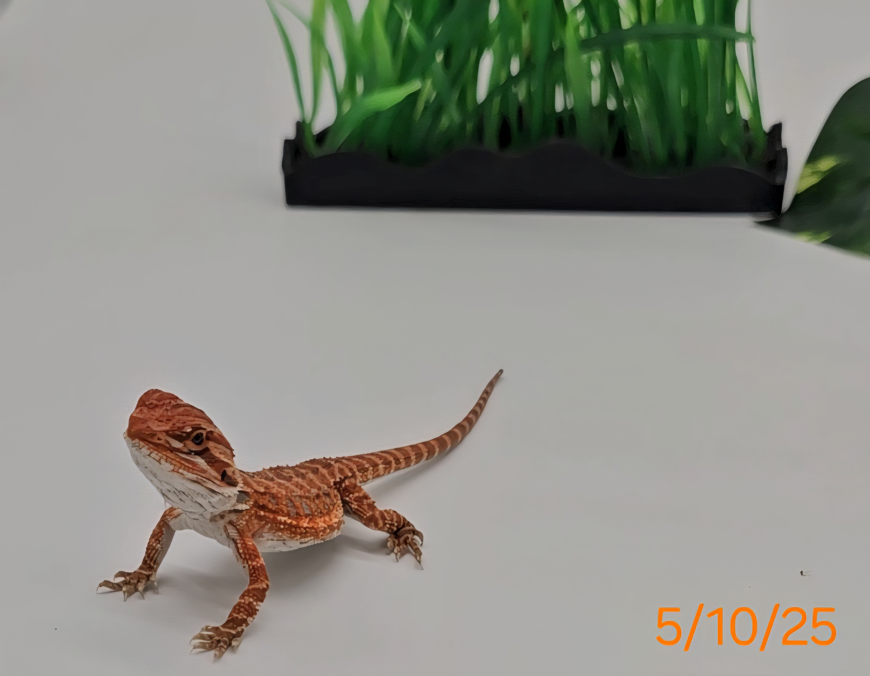 Bearded Dragon Quasar