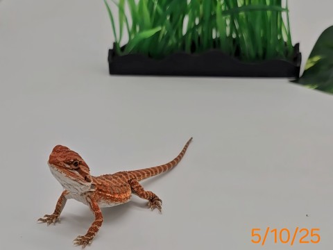 Bearded Dragon — Quasar