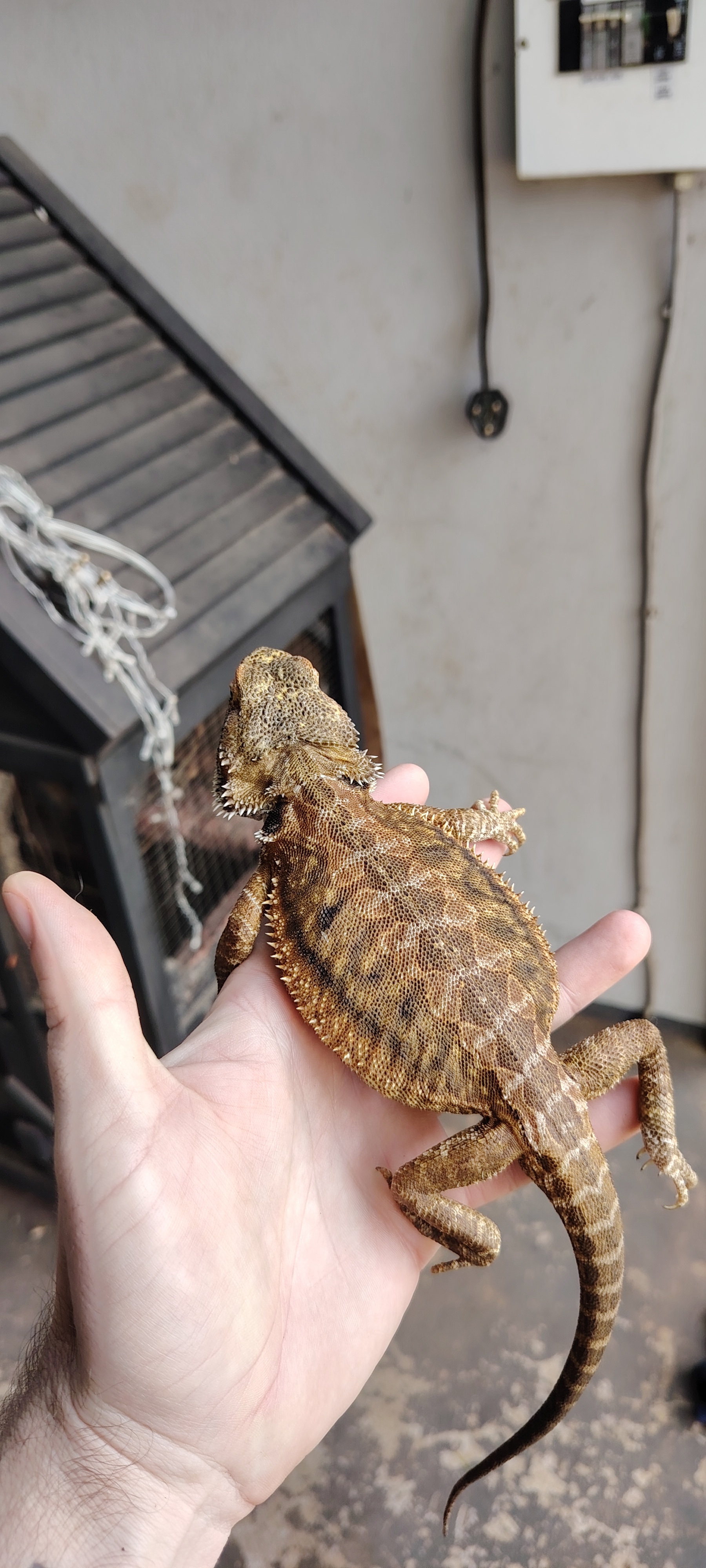 Bearded Dragon Male bearded dragon