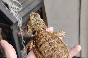 Male bearded dragon