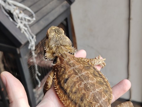 Bearded Dragon — Male bearded dragon