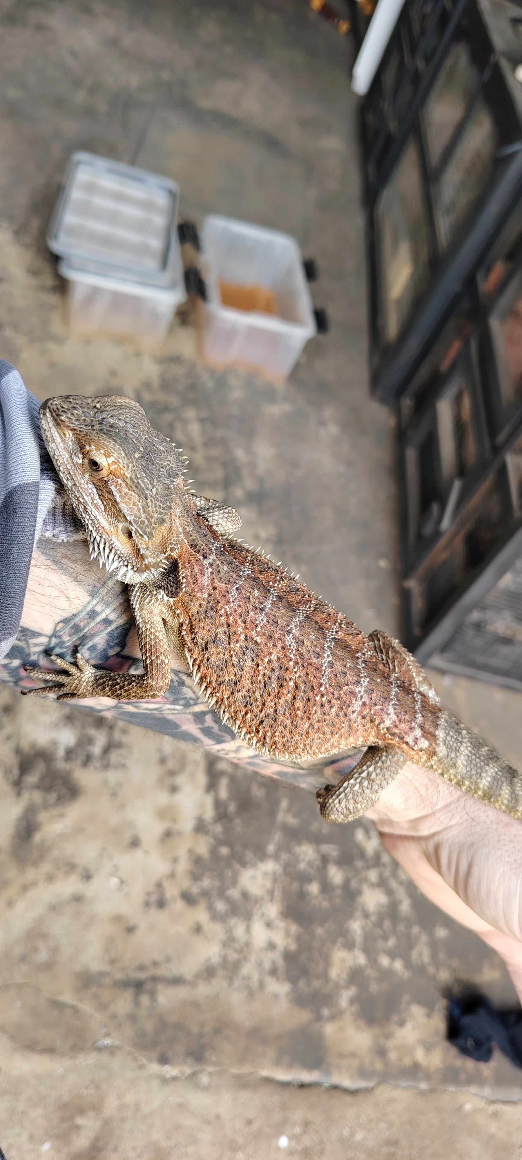 Bearded Dragon Female pos triple het