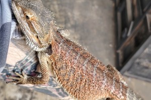 Female pos triple het