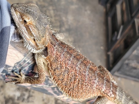 Bearded Dragon — Female pos triple het