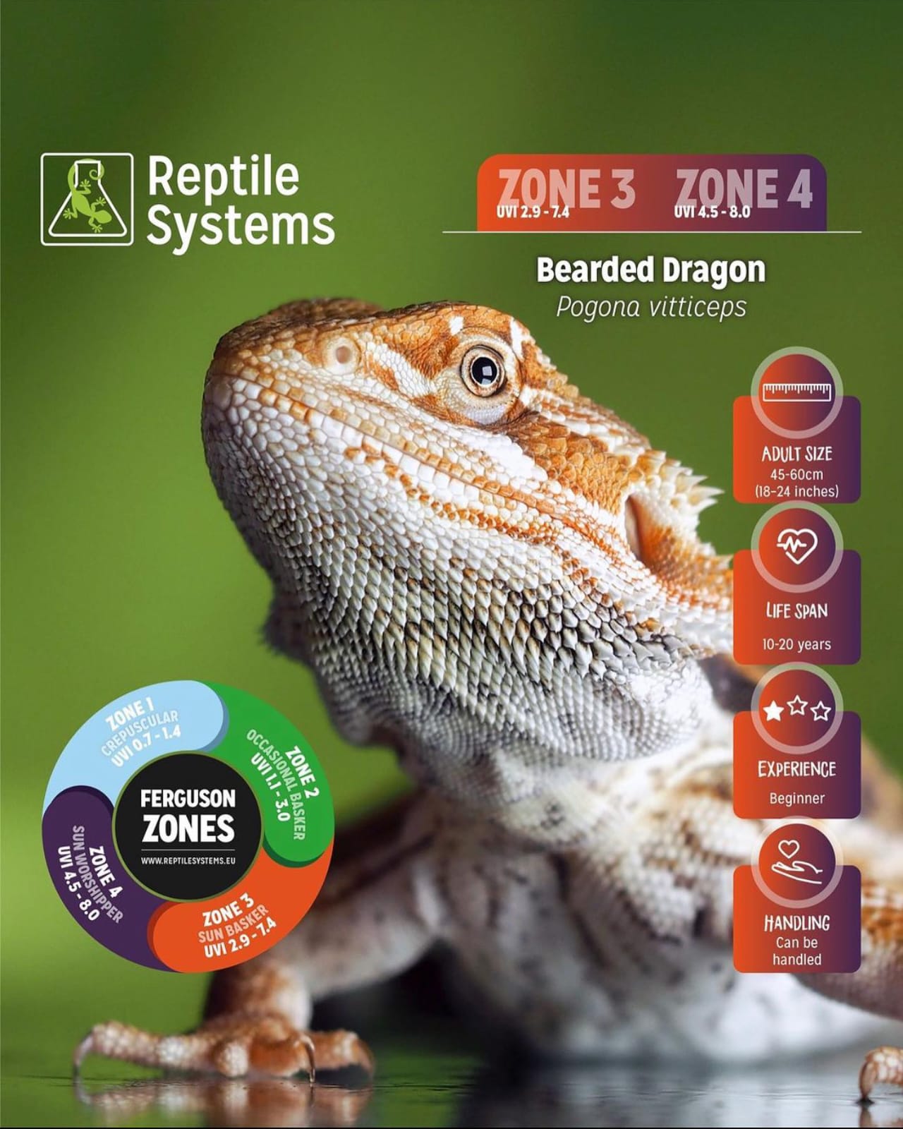Andy The Beardie Guy at Red Dragon Reptiles photo 1