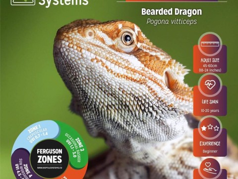 Andy The Beardie Guy at Red Dragon Reptiles photo 1