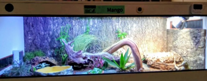 Andy The Beardie Guy at Red Dragon Reptiles photo 3