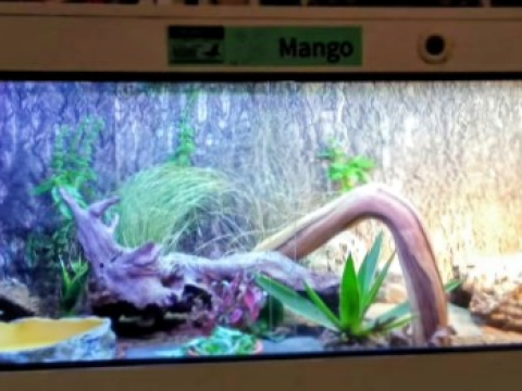 Andy The Beardie Guy at Red Dragon Reptiles photo 3