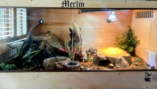 Andy The Beardie Guy at Red Dragon Reptiles photo 4