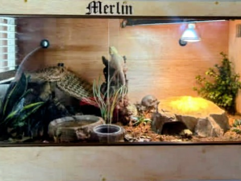 Andy The Beardie Guy at Red Dragon Reptiles photo 4