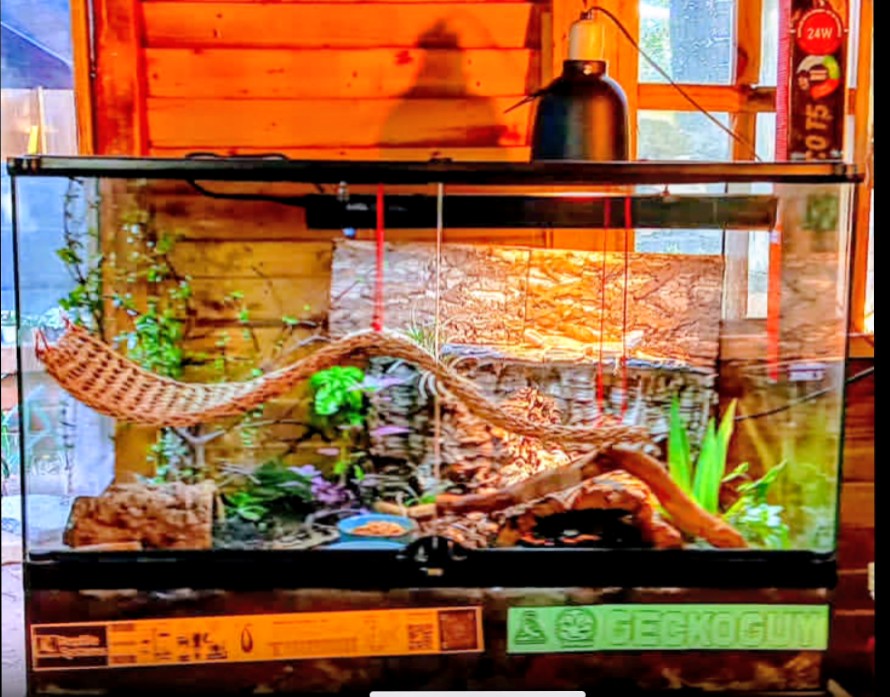 Andy The Beardie Guy at Red Dragon Reptiles photo 5