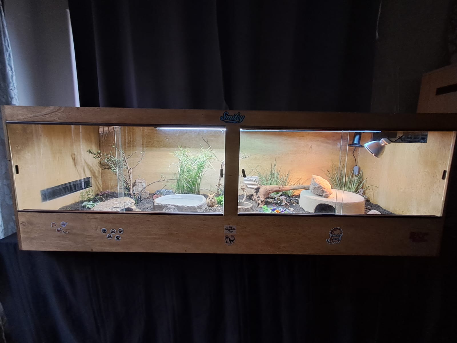 Andy The Beardie Guy at Red Dragon Reptiles photo 6
