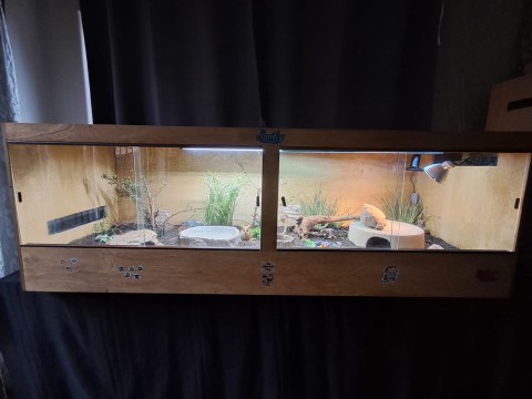 Andy The Beardie Guy at Red Dragon Reptiles photo 6