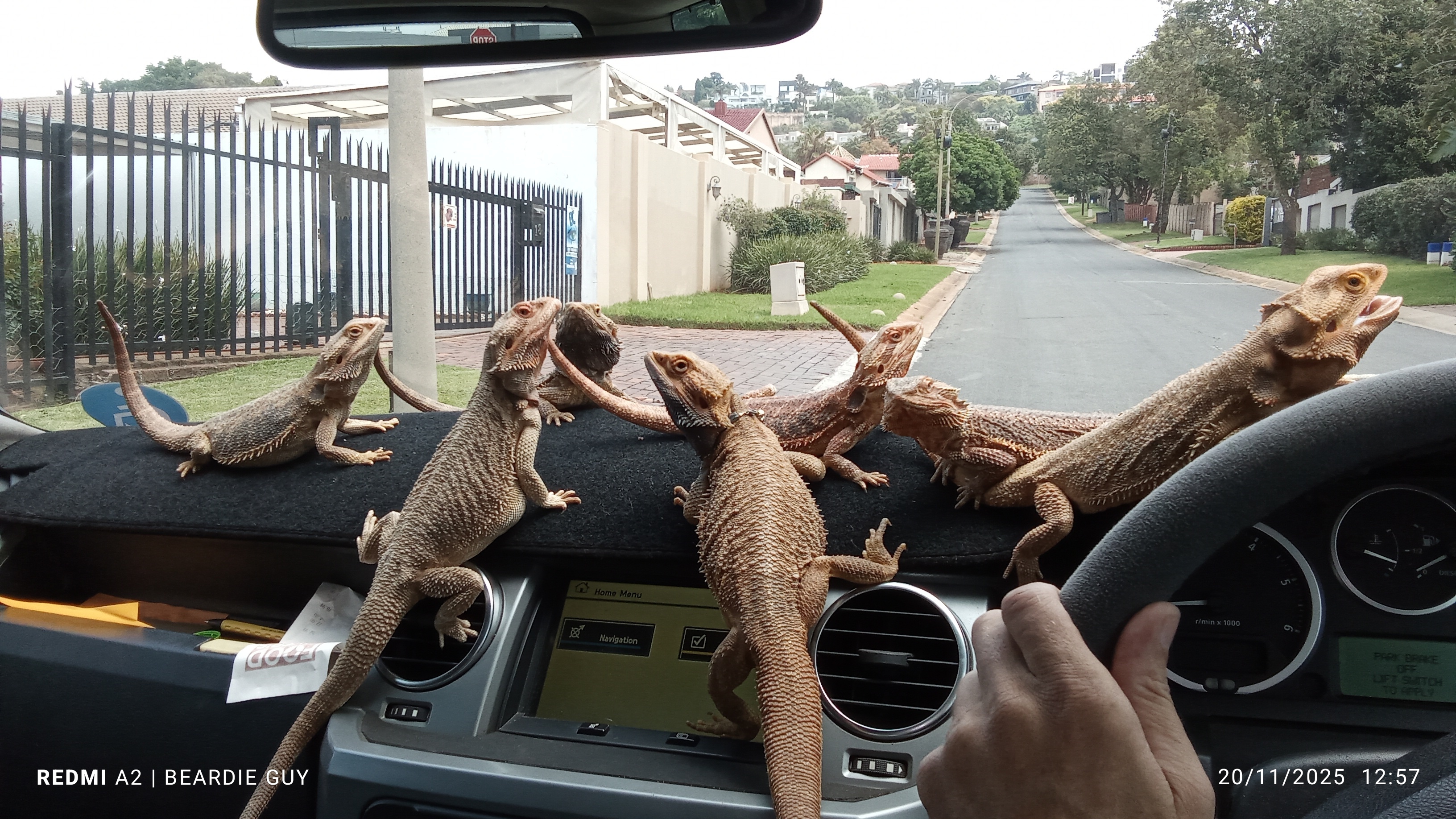 Andy The Beardie Guy at Red Dragon Reptiles photo 7