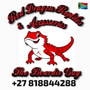 Andy The Beardie Guy at Red Dragon Reptiles logo