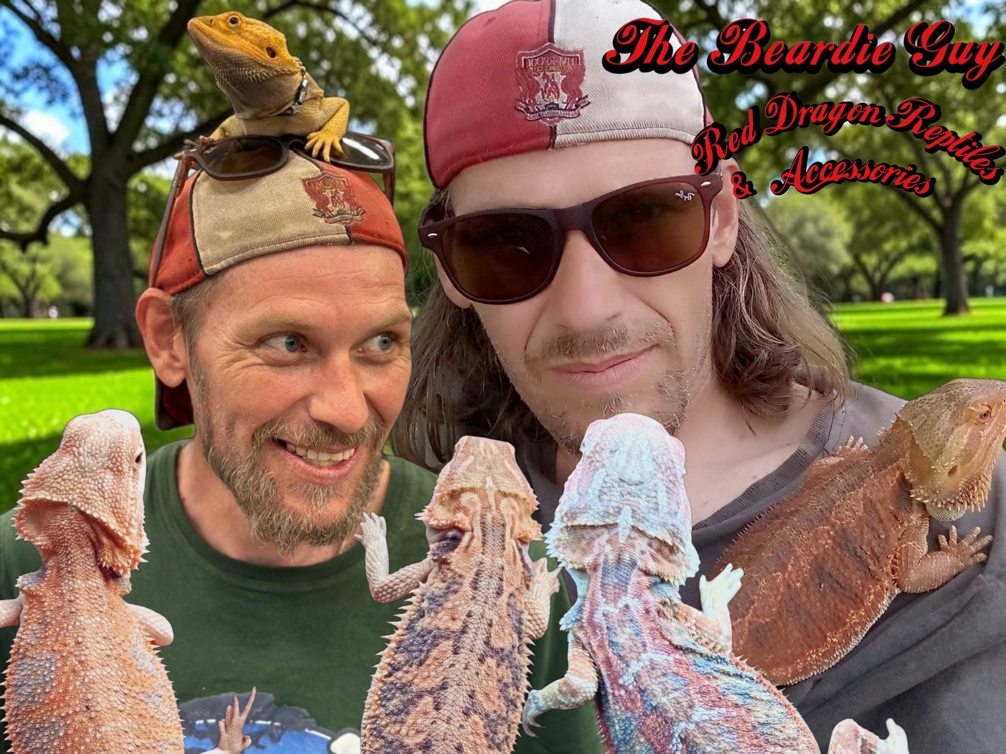 Andy The Beardie Guy at Red Dragon Reptiles cover