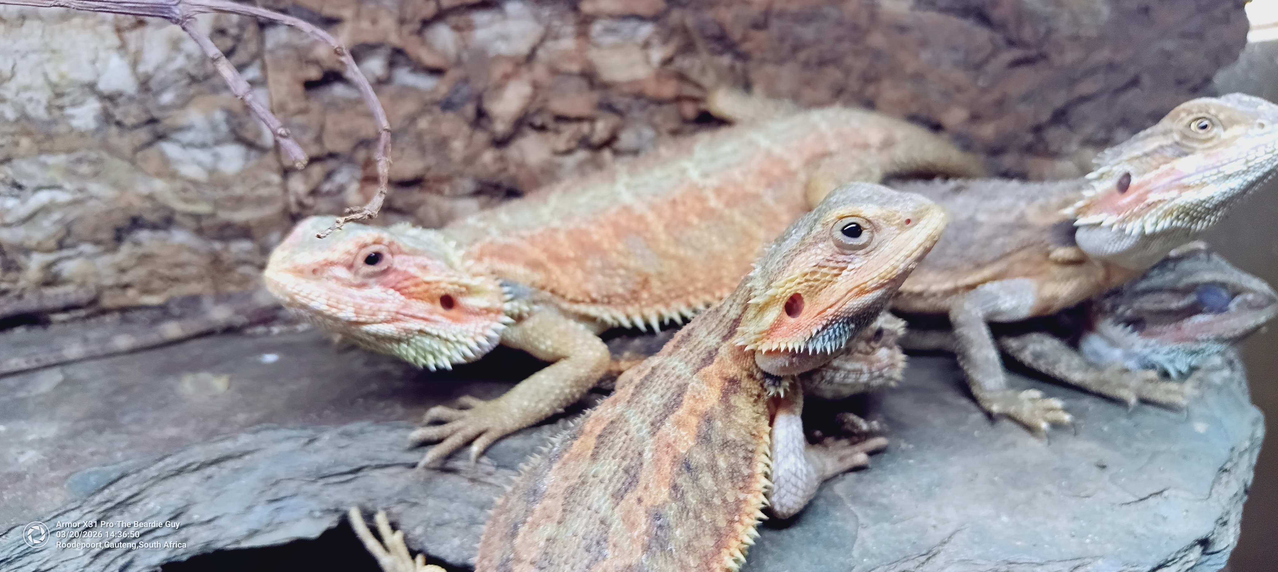 Bearded Dragon Red / Orange Hypo-Translucent