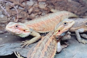 Red / Orange Hypo-Translucent