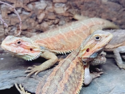 Bearded Dragon — Red / Orange Hypo-Translucent
