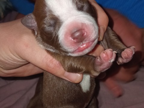 Staffy photo 1