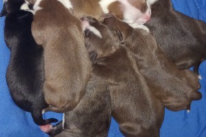 Staffy