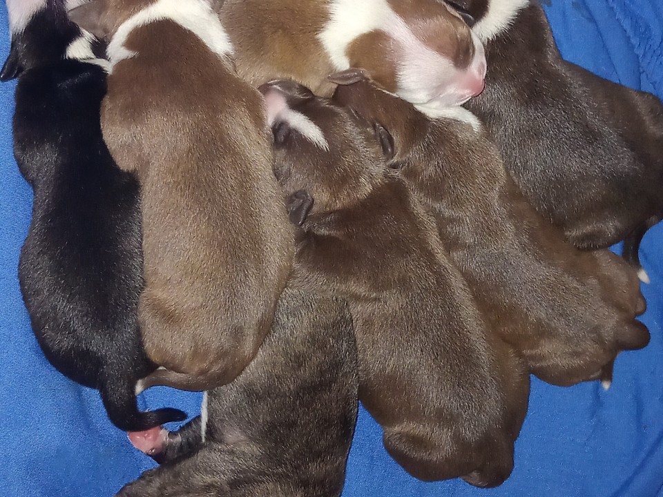 Dog Staffy