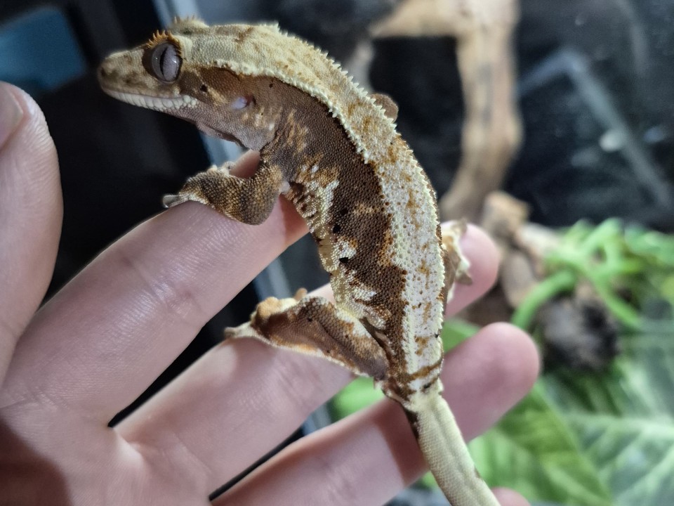 Crested Gecko No name