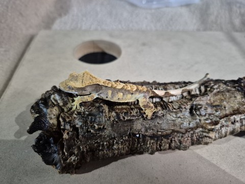 Crested Gecko — No name