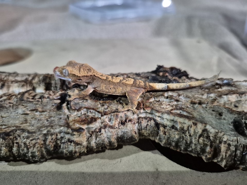 Crested Gecko No name