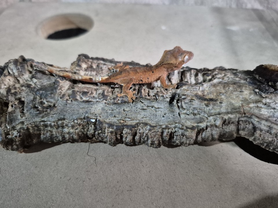 Crested Gecko No name