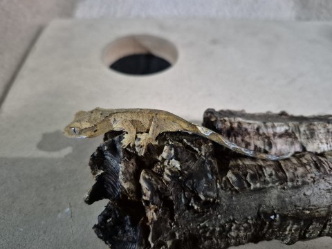 Crested Gecko — No name