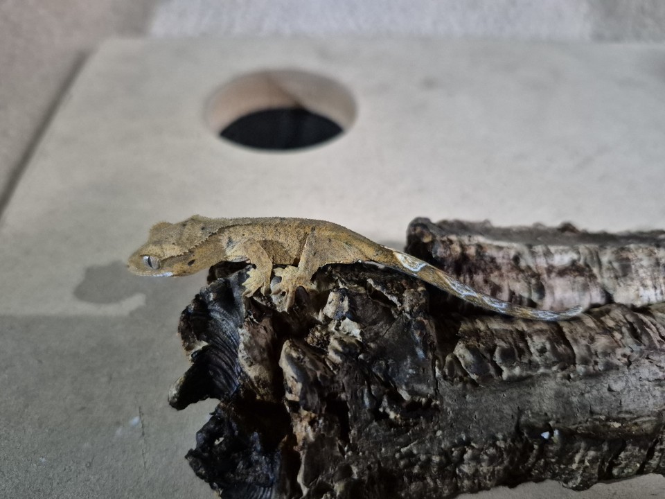 Crested Gecko No name