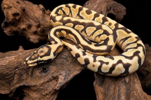 Enchi Spotnose Yellow Belly Het Clown