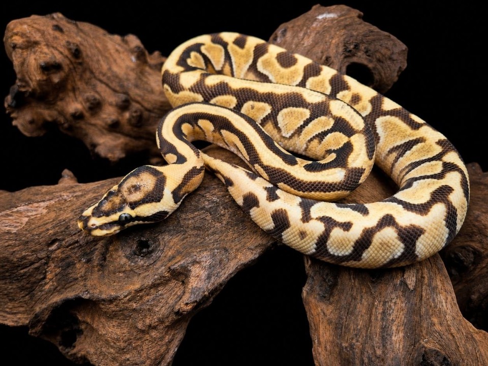 Ball Python Enchi Spotnose Yellow Belly Het Clown