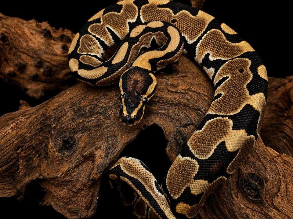 Ball Python Het Clown